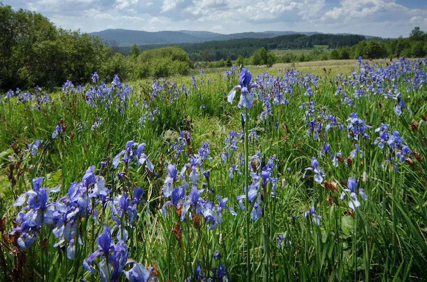 Šumava National Park