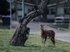 Kunratice Brook Valley – Mouflon’s Park