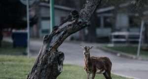 Kunratice Brook Valley – Mouflon’s Park
