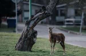 Kunratice Brook Valley – Mouflon’s Park