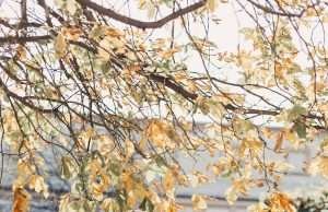 ברוכים הבאים לצילום זוגי בסתיו - קופון הנחה