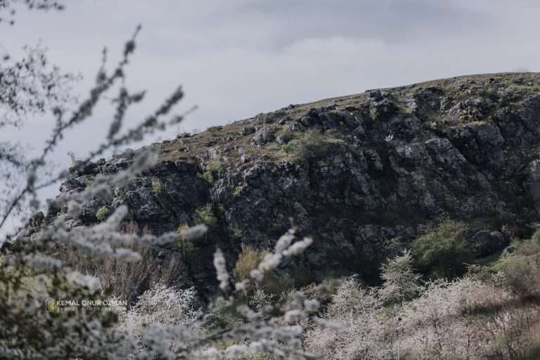 Blackthorn blossom on a hillside in Prague in spring
