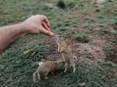One of the best Family Activity – Visit Ground Squirrels!