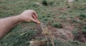One of the best Family Activity – Visit Ground Squirrels!