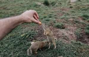 One of the best Family Activity – Visit Ground Squirrels!