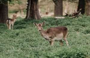 Verpassen Sie nicht diese Bücher über Prag