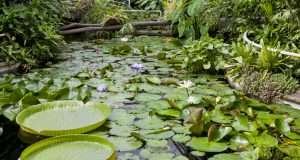 Botanical Garden of the Charles University in Prague