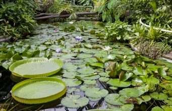Botanical Garden of the Charles University in Prague