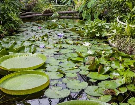 Botanical Garden of the Charles University in Prague