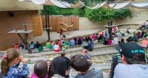 Red pandas at the Prague Zoo