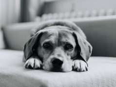 Prag çevresinde köpeğinizle banyo yapabileceğiniz 13 ipucu