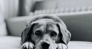 Prag çevresinde köpeğinizle banyo yapabileceğiniz 13 ipucu