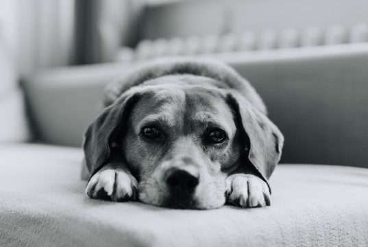 13 tips where you can bathe with your dog around Prague