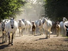 Kladruby nad Labem National Stud