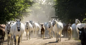 Kladruby nad Labem National Stud Kladruby nad Labem National Stud