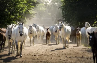 拉贝河畔克拉德鲁比国家种马场 Kladruby nad Labem National Stud