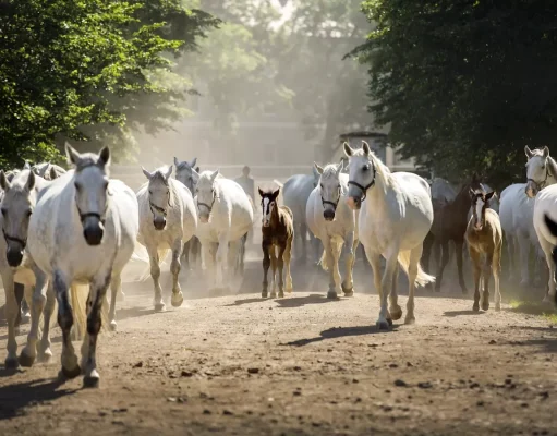 Kladruby nad Labem National Stud