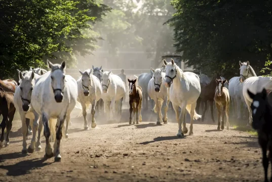 Kladruby nad Labem National Stud