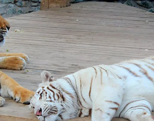 Plasy Zoo