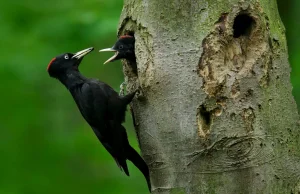 Bohuslav Nauš birdhouse trail in Prachatice Bohuslav Nauš birdhouse trail in Prachatice