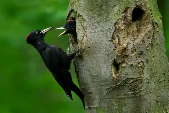 Bohuslav Nauš birdhouse trail in Prachatice Bohuslav Nauš birdhouse trail in Prachatice
