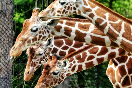 Brno Zoo