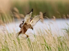 Forest Park and Amerika Pond Near Františkové Lázně Forest park and Amerika pond near Františkové Lázně