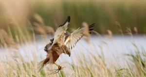 Forest park and Amerika pond near Františkové Lázně