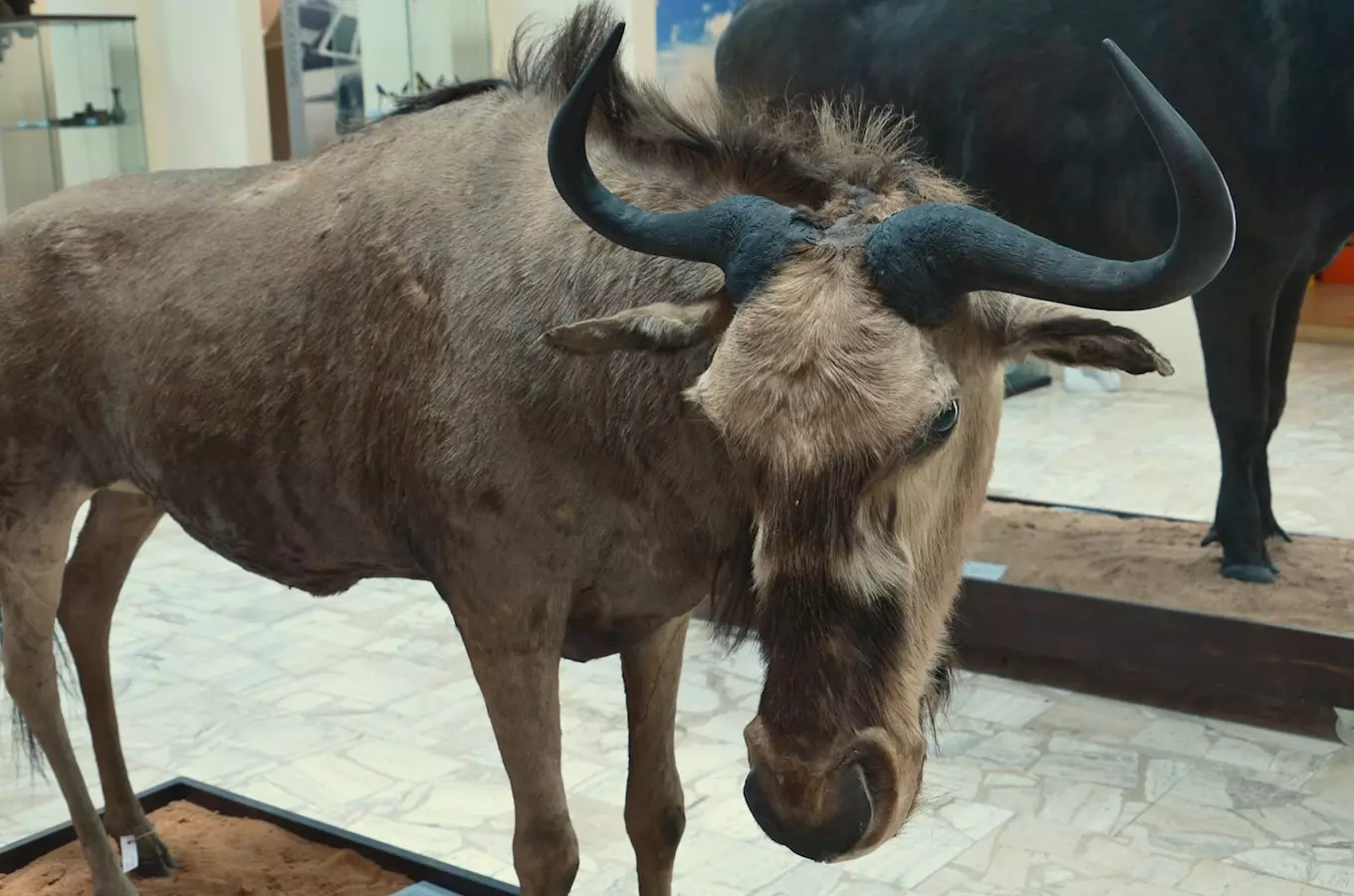 Memorial Dr. Emil Holuba in Holice