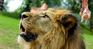 Pilsen Zoo Pilsen Zoo