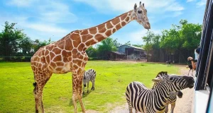 Safari Park Dvůr Králové Safari Park Dvůr Králové