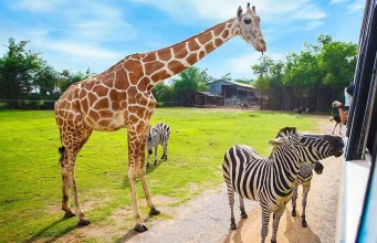 Safari Park Dvůr Králové Safari Park Dvůr Králové