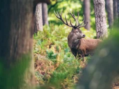 ספארי של Šumava Šumava safari