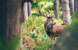 슈마바 사파리 Šumava safari