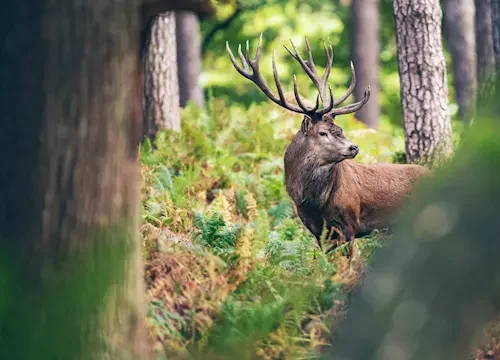 Šumava safari