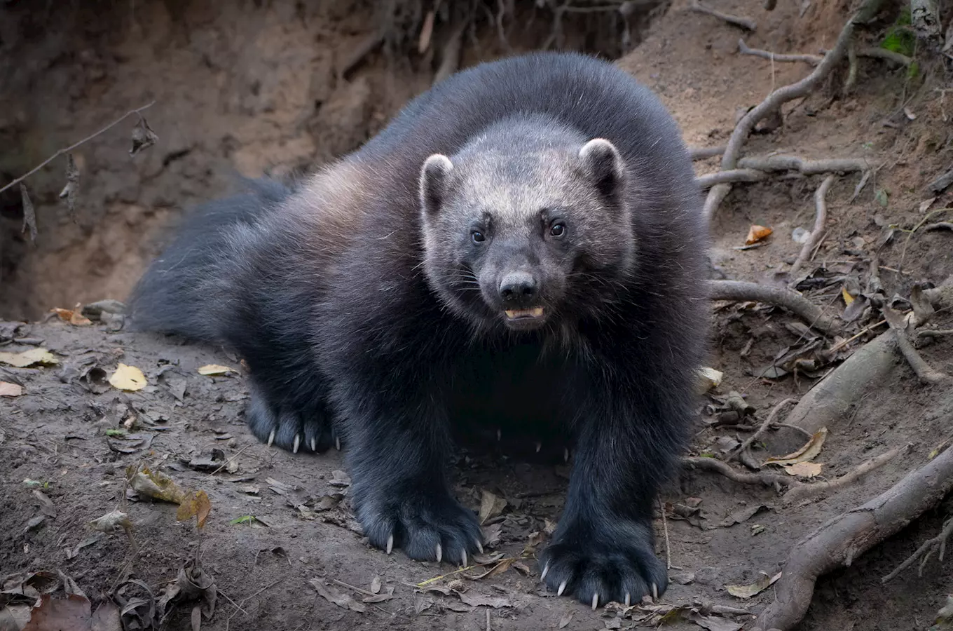 Ústí nad Labem Zoo 