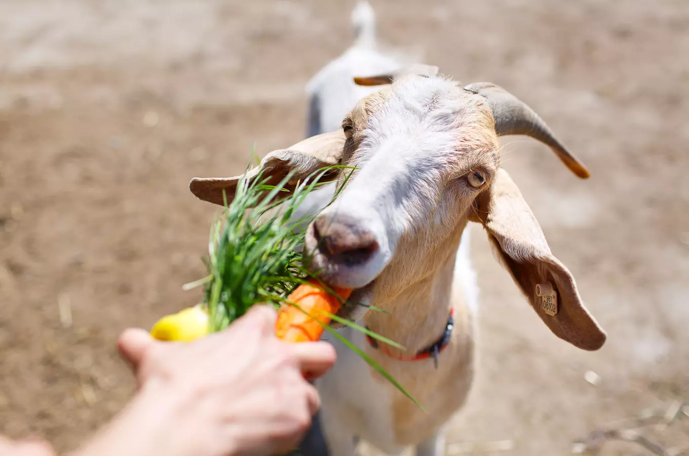 Waterman Sláma's mill