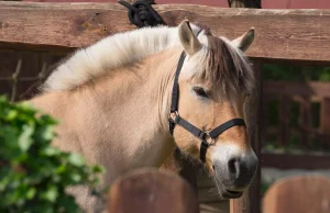 젤친 동물원 Zelčín Zoo