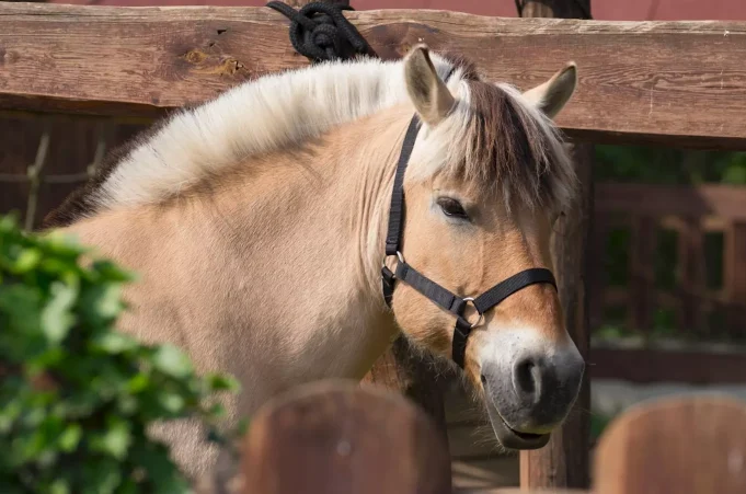 Zelčín Hayvanat Bahçesi Zelčín Zoo