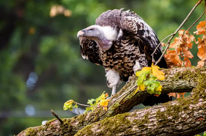 Zlín Zoo1 Zlín Zoo