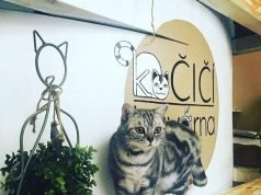 고양이 카페 고양이 카페 (코치치 카바나)-프라하 카페