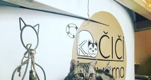 고양이 카페 고양이 카페 (코치치 카바나)-프라하 카페