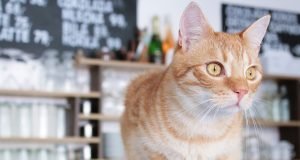 Kavárna Kočičí Praha kavárna kočičí praha-prague-cafe