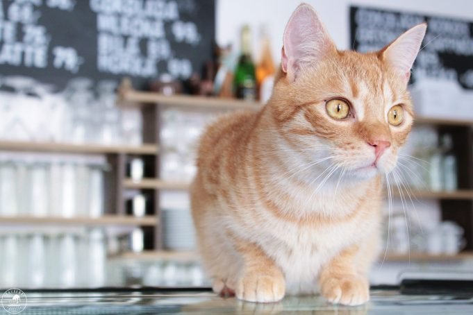 kavárna kočičí praha-prague-cafe