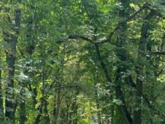 Don’t Propose in Prague Until You Read This: 5 Surprising Insider Tips