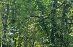 Don’t Propose in Prague Until You Read This: 5 Surprising Insider Tips