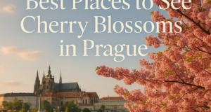 Best Places to See Cherry Blossoms in Prague