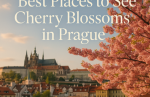 Best Places to See Cherry Blossoms in Prague