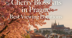 Cherry Blossoms in Prague: Best Viewing Locations