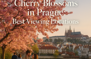Cherry Blossoms in Prague: Best Viewing Locations